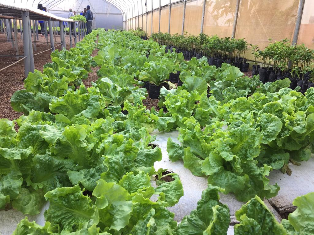 Agricultura Comercial